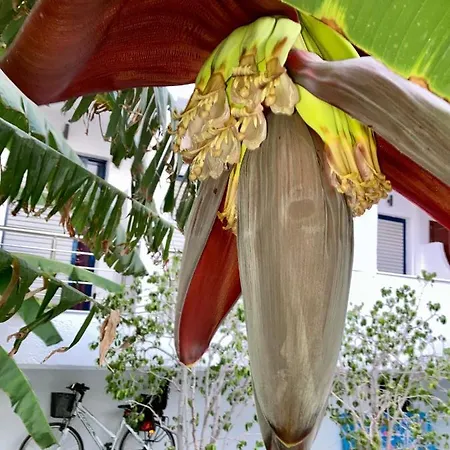 Apartamento Sea Breeze 2 Mastichari (Kos)