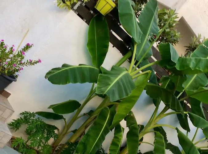 Daire Sea Breeze 2 *